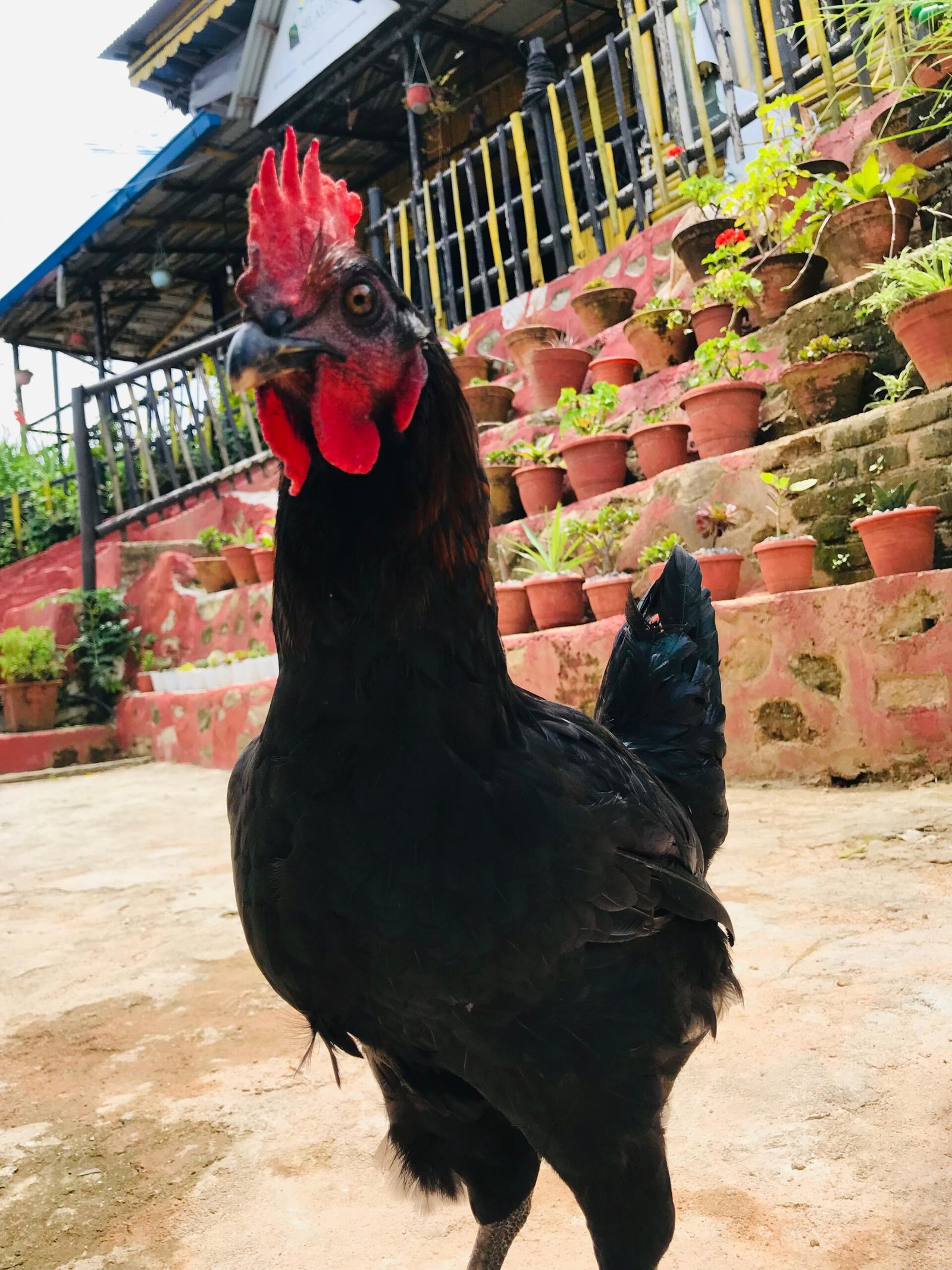 image of bhale at silauto view resort. the resort offers delicious local bhale recipies.